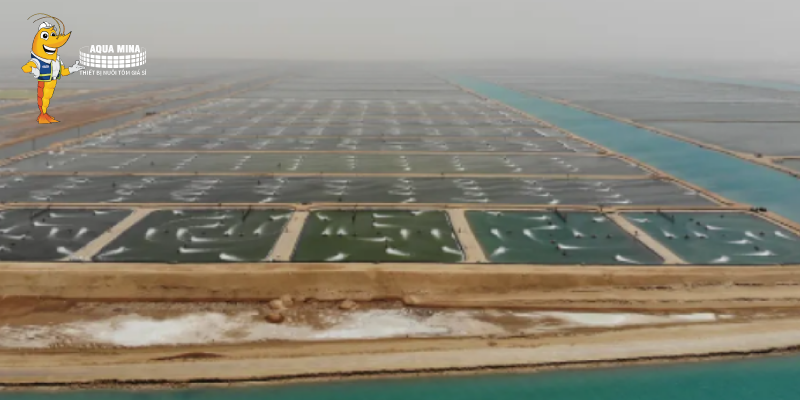 News 2023: Shrimp production in Bangladesh experiences a significant decrease